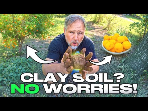 How I Grew 150+ Fruit Trees in CLAY Soil (Yes, It Works!)