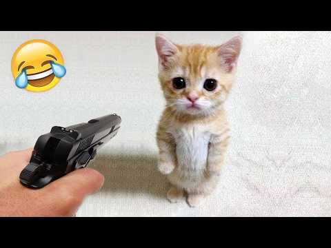 Funniest Cats and Dogs Compilation 2025😼🐶You Laugh You Lose😜
