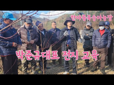 박준규대표 복숭아 전지교육 3번째 영상