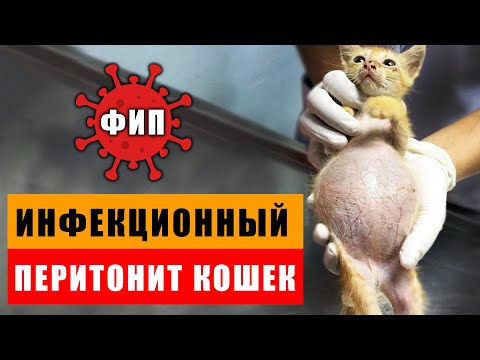 Кошачий СПИД - смертельная болезнь наших кошек | ФИП - признаки, анализы и методы лечения
