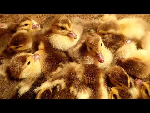 Режим інкубації мускусної качки в інкубаторі Квочка. Як інкубувати яйця індокачки. Інкубація штпунів