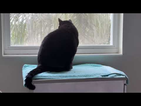 Cute Precious Piper is Connected with Her Spa - My Adopted Shelter Cat Vlog