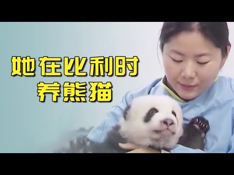 跟着熊猫出国，奶妈刘洋在比利时照顾熊猫，接生喂小熊八年光阴，把两只熊变成一家五口