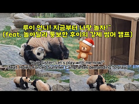 [ep.45]착한 루이 언니, 오늘도 '끌려주는' 인내심 갑! (꽁냥꽁냥 반전 주의!)Patient Ruie: Dragged to Cuddles!#루이바오, #후이바오,