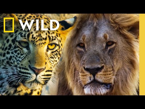 🔴 LIVE: Predator Battles: Lions vs Leopards vs Hyenas | Savage Kingdom Livestream | Nat Geo Animals