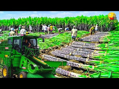 HOW MILLIONS OF TONS OF SUGAR ARE PRODUCED 🍚 | From CANE to FACTORY