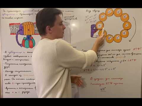 Oxidative phosphorylation: ATP synthase (Fo part)