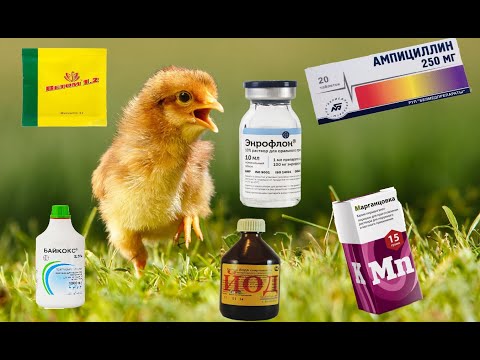 Пропойка цыплят с 1 по 14 день. Профессиональный аргументированный метод.
