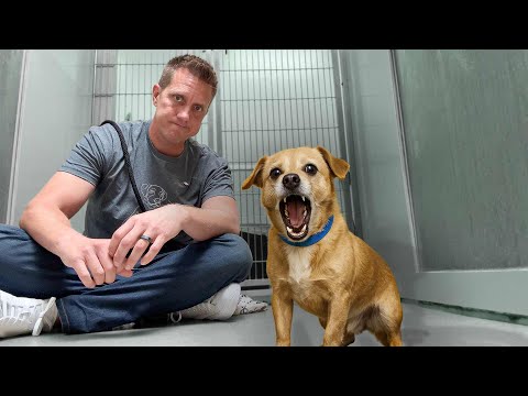 Nobody Could Touch This Very Aggressive Dog Until...💞