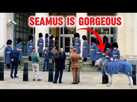 SEAMUS the Irish Wolfhound Meets VIPs at Central London