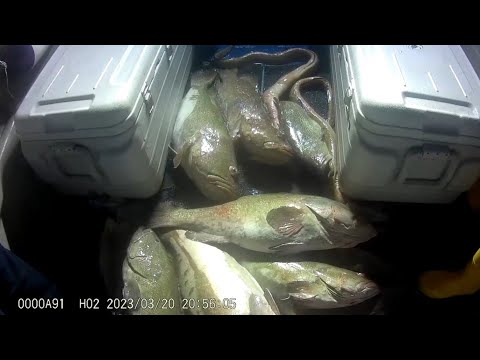 20-3-23金毛,高佬艇釣大泥班