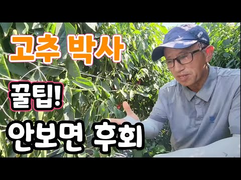 고추 박사가 알려주는 고추 농사! 이건 진짜 꿀팁!