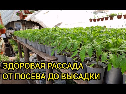 Рассада томатов от А до Я - ЗОЛОТЫЕ ПРАВИЛА ВЫРАЩИВАНИЯ