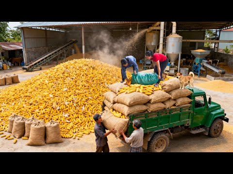 Harvesting 50+ Tons of Corn from Farmers to Sell to Feed Processing Facilities | Tieu Hue Daily