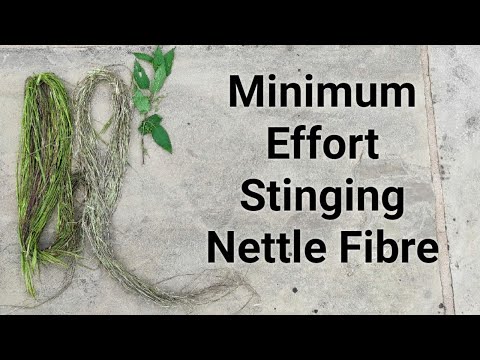 Minimum Effort Stinging Nettle Fibre