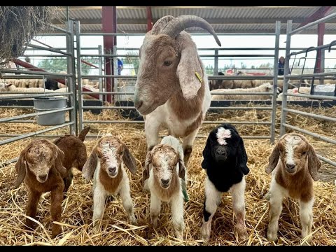 An unbelievably rare event! We had a goat give birth to FIVE babies!