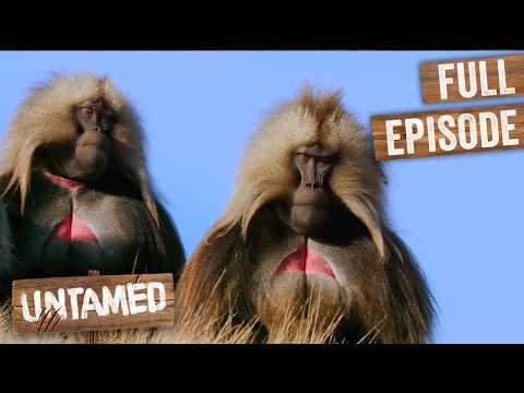 Monkeys Fight To Be The Next King Of The Mountain | Untamed