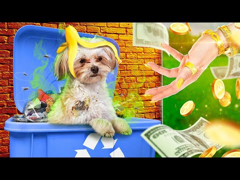 Богатая семья приютила бедных собак с мусорки! Гаджеты для домашних животных!