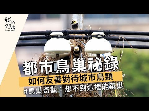 【城市鳥類生態】都市鳥巢祕錄｜如何友善對待城市鳥類 (我們的島 1164集 2022-07-11)