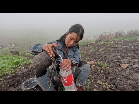 himalayan life in summer || lajimbudha ||