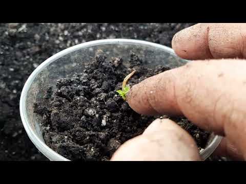 Самый лучший способ размножить малину корневыми побегами, крапивкой.