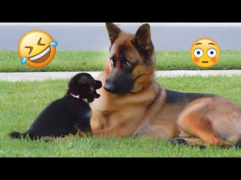 I dare you not to LAUGH at these FUNNY DOGS 😁🦮 - Best Funny Animals Videos 2025 #134