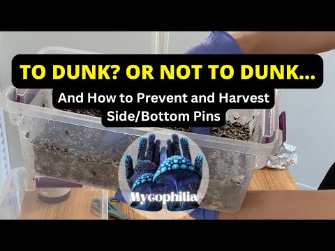 Should You Dunk? Fan? And How to Avoid Sidepins (NO Liner), and How to Harvest Shoeboxes! Mycology