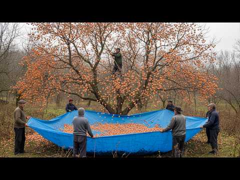 Don't Miss Out on This Secret Wild Persimmon Medicine - Doshab Recipe