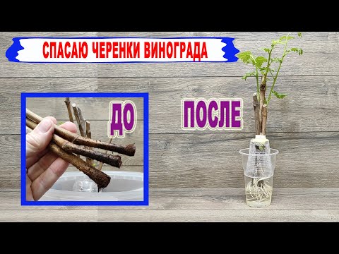 🍇 Не УКОРЕНИЛИСЬ ЧЕРЕНКИ ВИНОГРАДА. Возможно они просто высохли. Как их спасти и укоренить снова