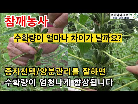 참깨 수확량이 정말 엄청나게 증가했습니다.