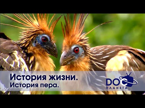 История жизни - Часть 2.История пера - Документальный фильм