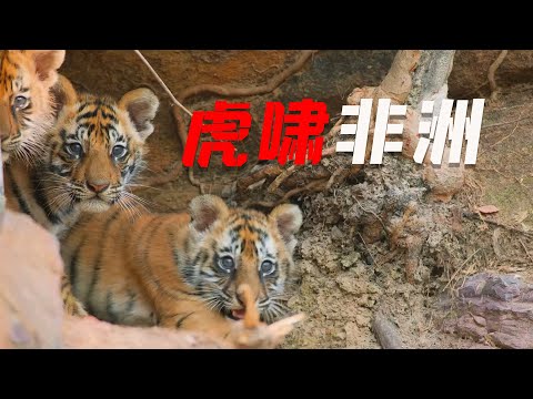 2003年瘋狂動物實驗，將兩隻老虎帶入非洲，就像是來到了自助餐廳