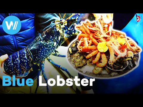 The Rare Blue Lobster: Is this French delicacy worth the hype?