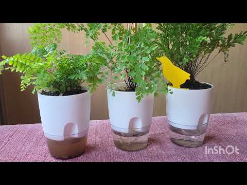 Адиантум хвостатый. 08.08.2023.