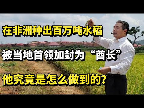在非洲种出百万吨水稻，被当地首领加封为“酋长”，他究竟是怎么做到的？