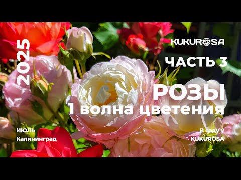 Розы первой волны цветения! Часть 3. Обильноцветущие розы для Балтики!🌹🌹🌹