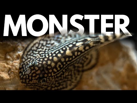 Size Doesn't Matter: The Fiercest Pocket Sized Fish