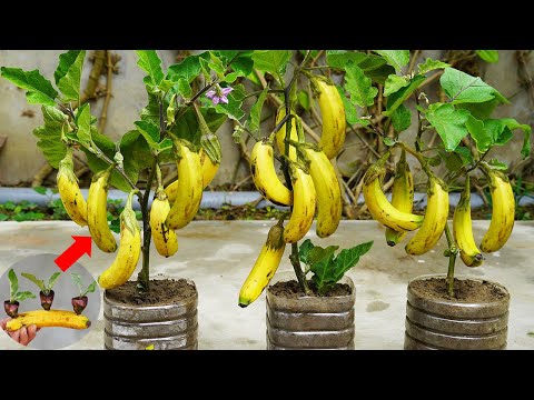 I Tried Growing Eggplants With Bananas – And The Results Surprised Me!