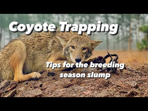 Coyote Trapping - Tips for the breeding season slump
