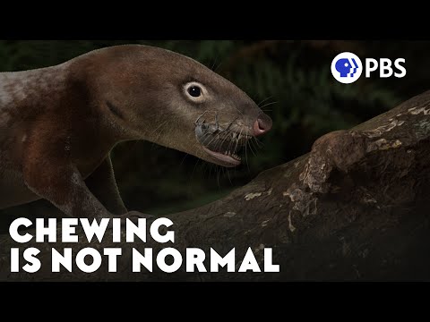 How Chewing May Have Beat Extinction