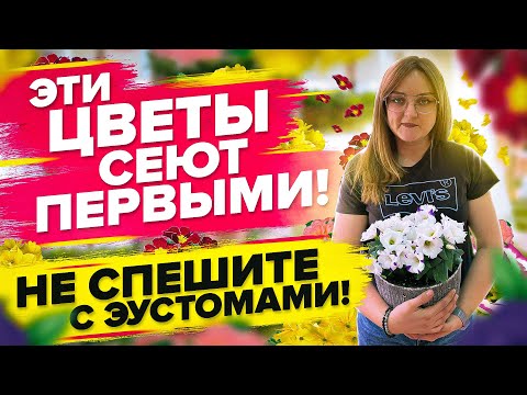 ЭТИ ЦВЕТЫ СЕЮТ ПЕРВЫМИ. ЭУСТОМА, ЛАВАНДА, БЕГОНИЯ, ПРИМУЛА