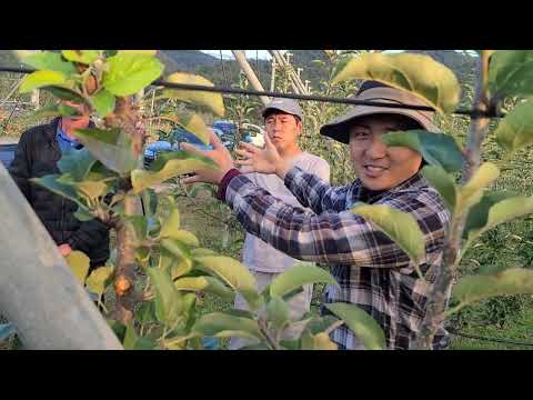 청송 다축(구욧 등) 연구 학습 조직체 모임, 청송 마평 "윤인섭님" 과원주께서 시나노골 생육 현황 설명