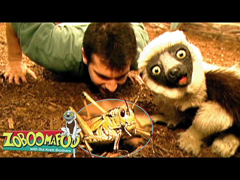 Bzzz | Zoboomafoo - WildBrain | Full Episodes for Kids