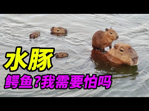 【水豚】为什么如此情绪稳定而且动物缘超好!水豚社会很包容|Why capybara so chill#科普#生物#科学科普