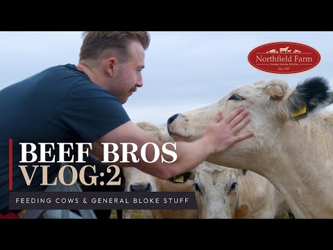Beef Bros Vlog 2: Feeding cows in the winter, shovelling sh*t and general bloke stuff