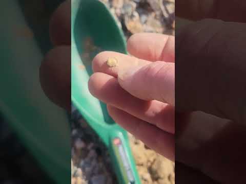 All the small gold adds up to a pretty good amount of money with gold prices higher #metaldetecting