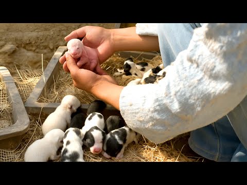 I met a sweet dog mom in the park, and what happened next was full of heartwarming surprises. 🐶🐕😘🥰❤❤