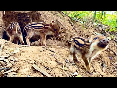 I met 6 newborn wild piglets in the forest—didn’t expect them to be so clingy! 🐷🐖🥰😘❤