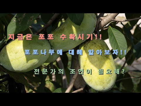 수확철에 알아보는 포포나무의 A to Z