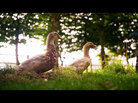 Everthing you need to know about keeping ducks but were afraid to ask